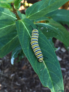 Monarch caterpillar