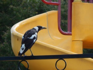 Magpie
