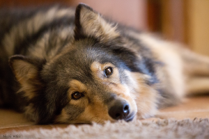 lying look of love