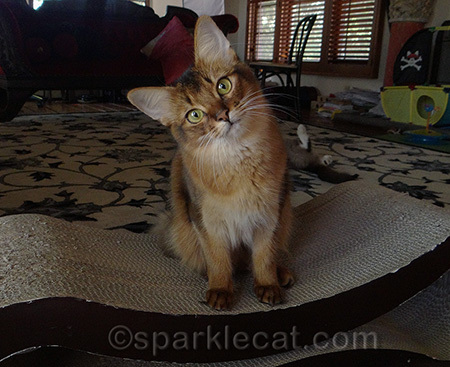 I should get back into the head tilt thing - it got me a lot of treats!