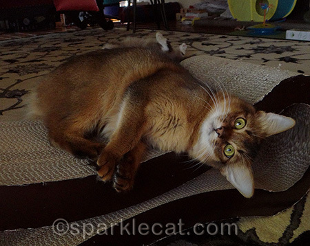 I was an awfully squirmy kitten!