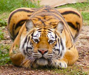 Tiger Creek Bengal poised like a housecat