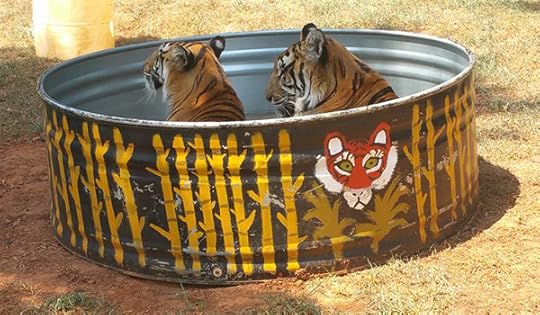 Tigers in the pool
