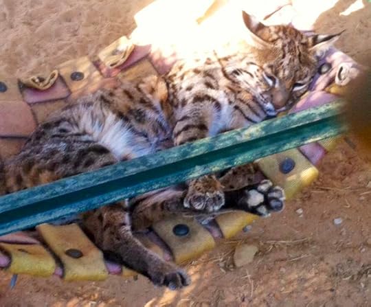 Bob the Bobcat