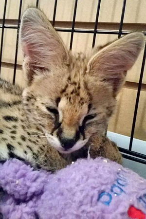 Serval Kitten