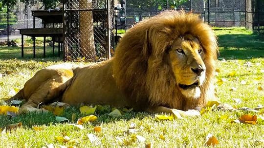 Pepe the Lion