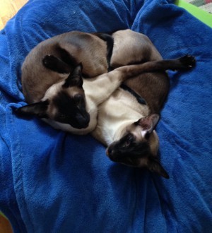 Katterna njuter verkligen av solen. Här intrasslade på en blå filt. Mina fina små grisar.