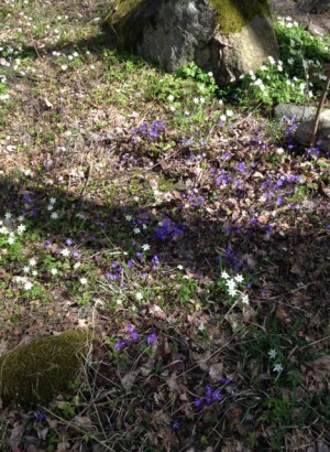Vi promenerade. Vår förort består väldigt mycket av asfalt, skräp och betong, men det finns några små skogspartier. Som det DOFTAR. Älskar blåsippor, så glada. En sån här glänta får mig att tänka på Betvingade.