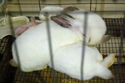 A Heap of Bunnies