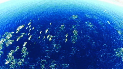 Dolphin-stampede-drone-sm.jpg
