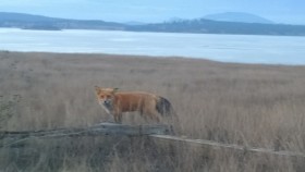 redfoxamericanbeach2015