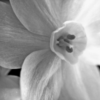 Narcissus Close bw