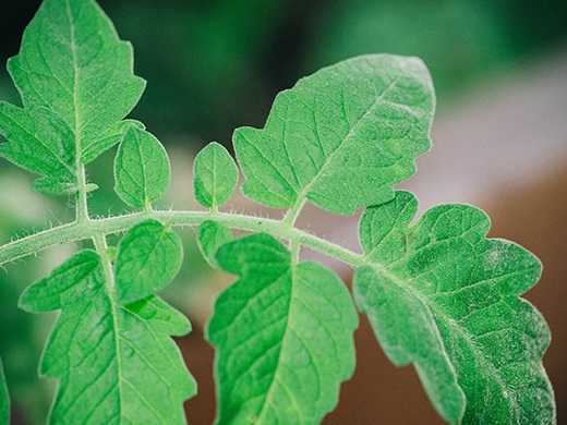 Smells of summer: fresh, fragrant tomato leaves