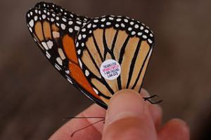 Monarch_Butterfly_Danaus_plexippus_Tagged_Closeup_3008px