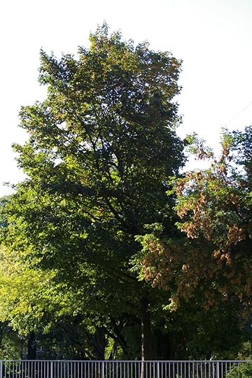 Tree Project - image 15