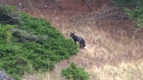 blackfoxagainday492015