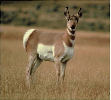 Pronghorn