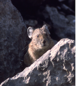 Pika