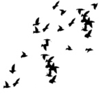 no avatar birds