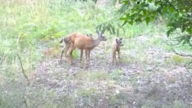 deerfamily