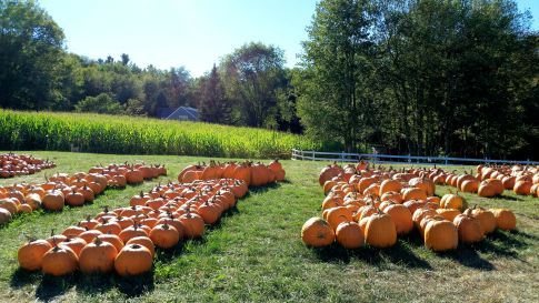 largepumpkinpatch