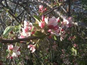 AppleBlossoms