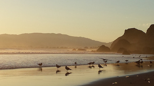 birds