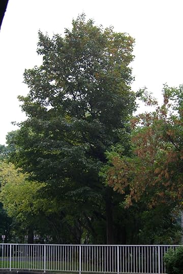 Tree Project - image 16