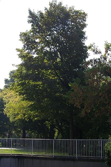 Tree Project - image 16a