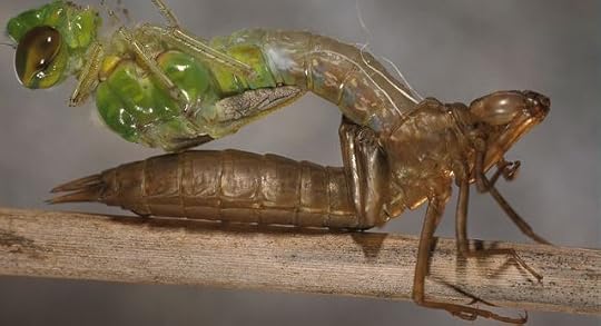 ARKive image ARK024212 - Emperor dragonfly