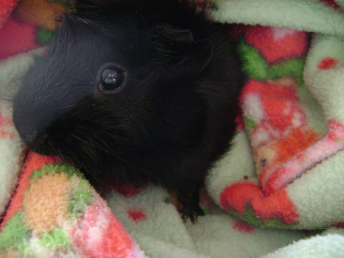 My darling little Merricat had a couple of things in common with one of the main characters that made reading this at the time I did very hard. She was such a beautiful tiny demon with perfect ears and such bright eyes. 