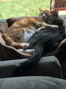 Pixel with his paw around Terra.