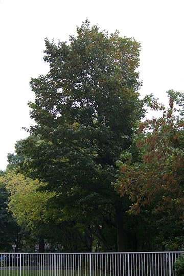 Tree Project - image 17