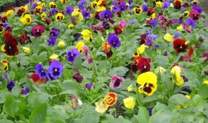 featured-flower-bed