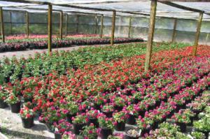 Nursery_Photos_002-376x250