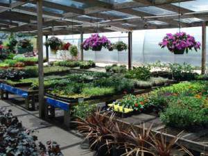 nursery1