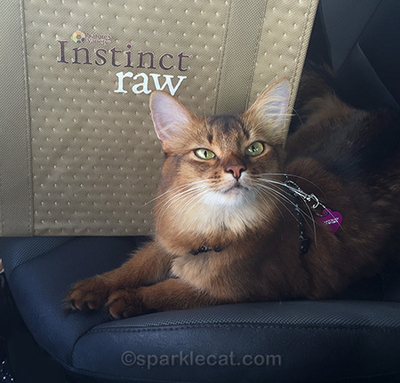 Posing in the car before shopping