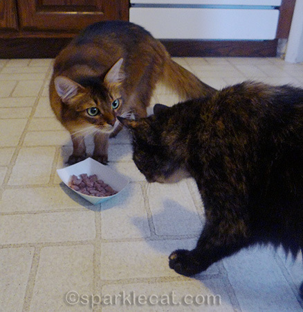 Go back to your own food!