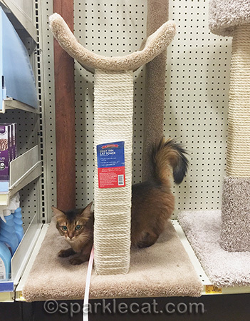 I should be a cat tree model!