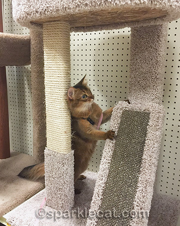 Seriously, I've got ALL the poses!
