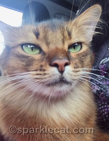 My human says I look serious when I'm purring!