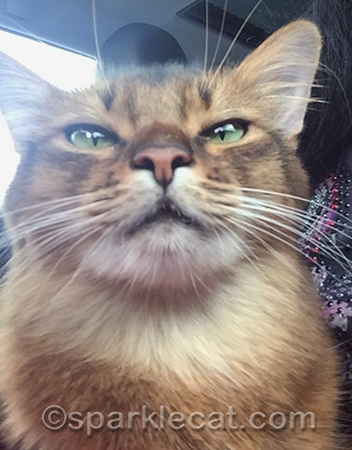 My human is a hard case