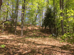 pathbetweenorchardwayside