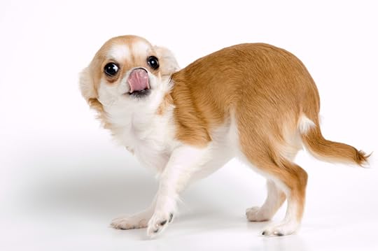 FearChihuahua_1541404_original