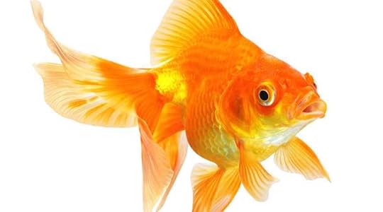 GoldfishBlog