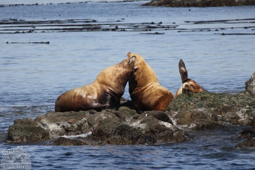 Steller sea lions