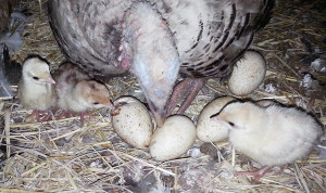 turkey babies