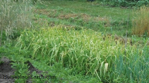 Garlic ready to harvest.