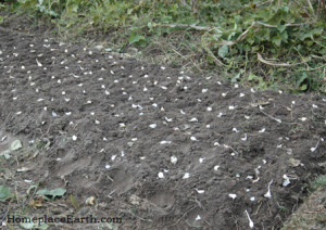 garlic planting