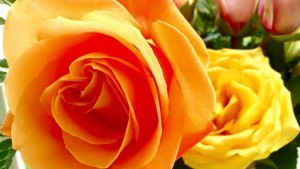 roses
